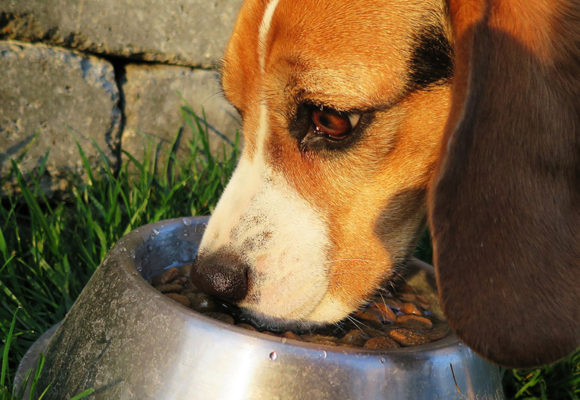 Decalogo alimentare per il cane