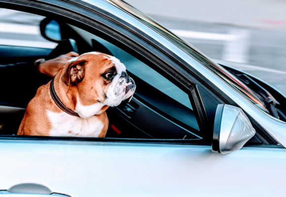 Decalogo per viaggiare con il tuo amico a 4 zampe
