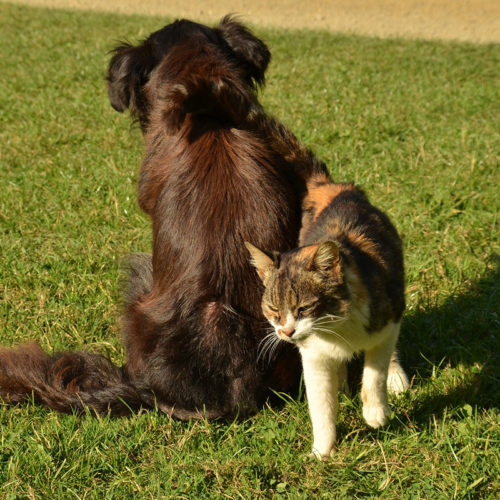 Quando cane e gatto diventano anziani