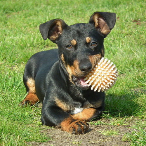 Consigli per educare il cane